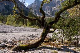 Imagem de Acer pseudoplatanus L.