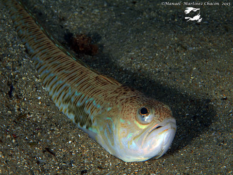 Image of Greater Weever
