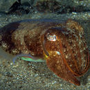 Image of Common cuttlefish