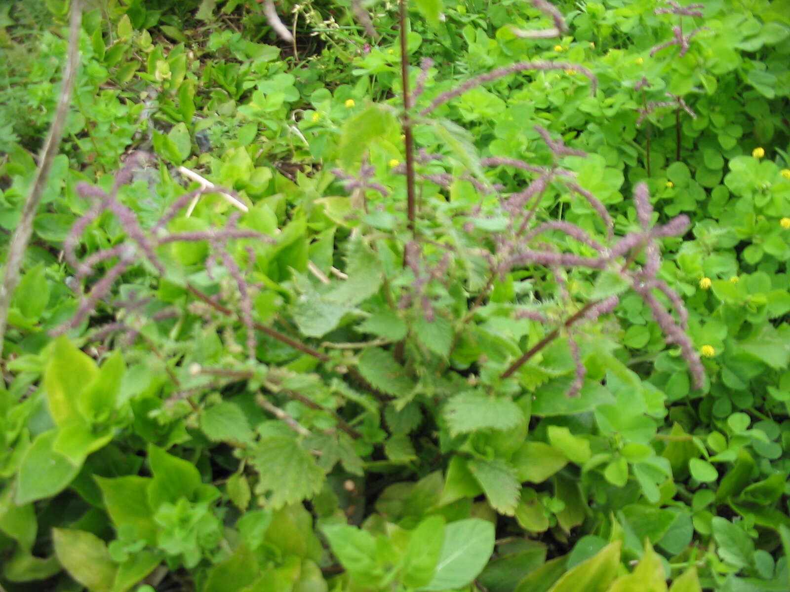 Image de Urtica membranacea Poir.