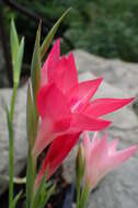 Gladiolus carmineus C. H. Wright resmi