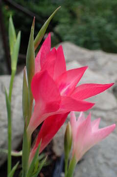 Plancia ëd Gladiolus carmineus C. H. Wright