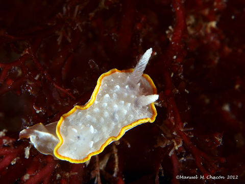 Image of <i>Diaphorodoris alba</i> Portmann & Sandmeier 1960