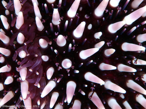 Image of <i>Sphaerechinus granularis</i> (Lamarck 1816)