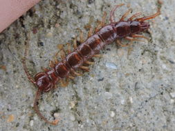 Image of Lithobius forficatus (Linnaeus 1758)