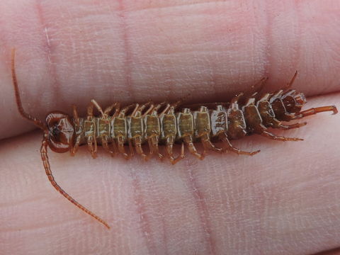 Image of Common centipede
