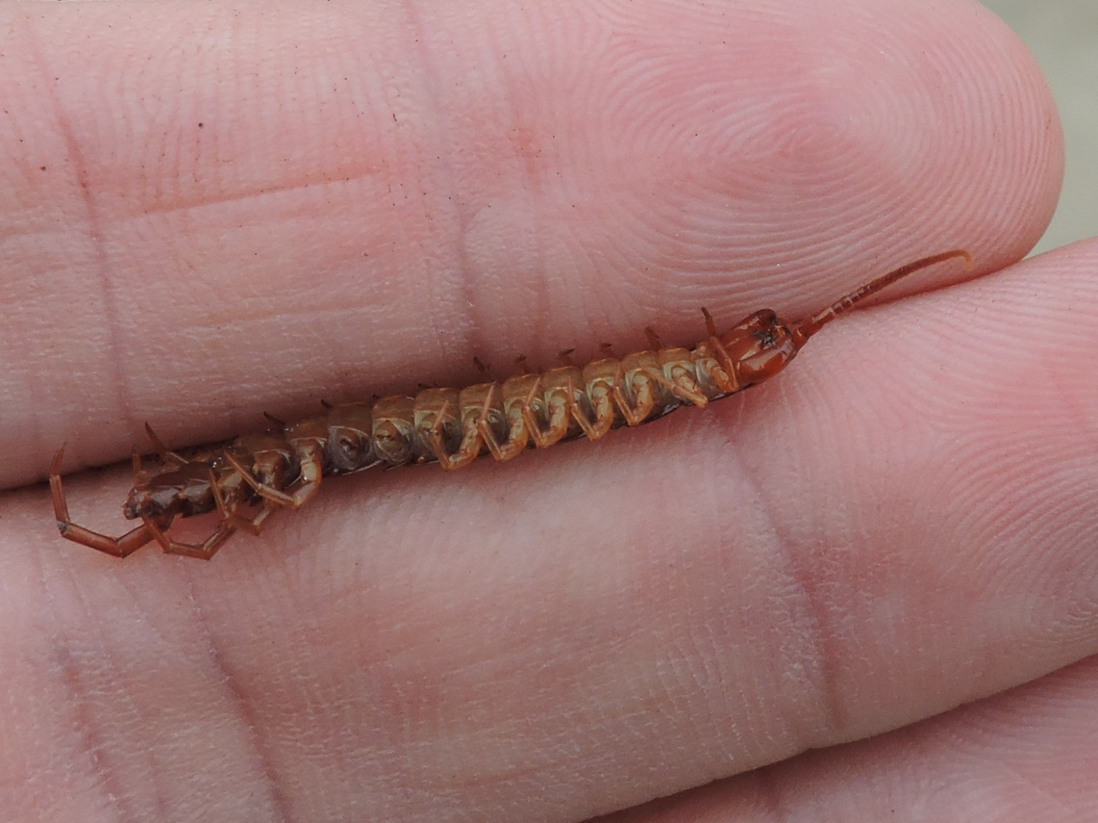 Image of Lithobius forficatus (Linnaeus 1758)