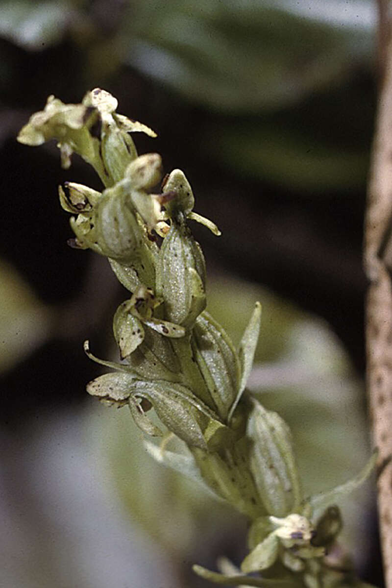 Image of Northern green orchid