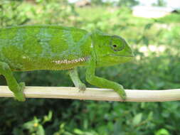 Image of Graceful Chameleon