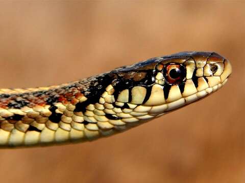 Image of Garter Snakes