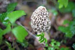 Image of Yellow Morel