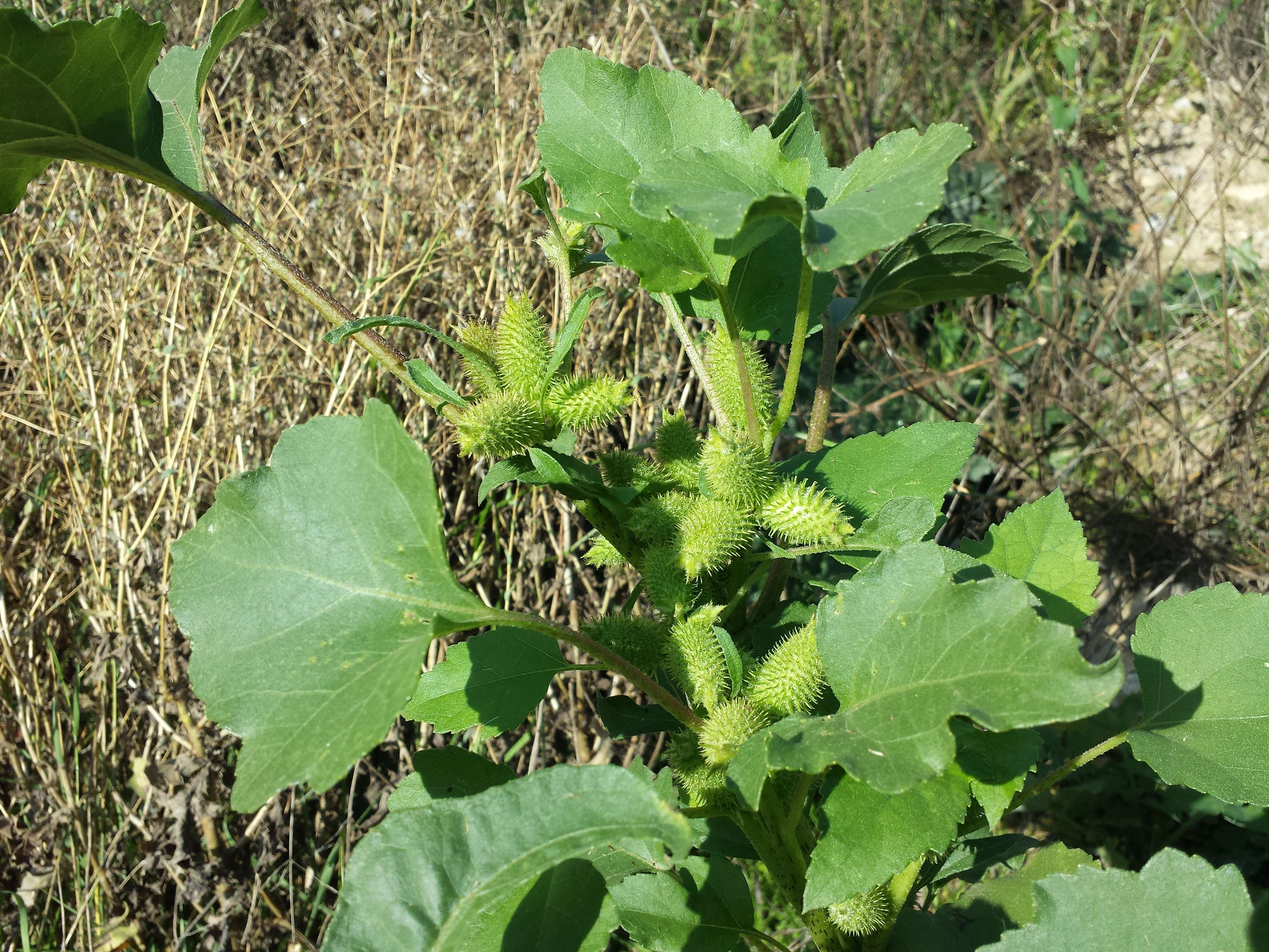 Imagem de Xanthium orientale L.