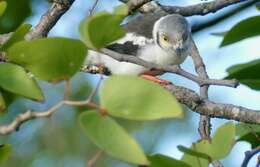 Prionops plumatus (Shaw 1809)的圖片