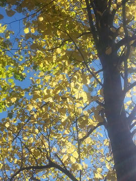 Image of <i>Tilia platyphyllos</i>