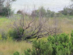 Image of Black-faced Cuckoo-shrike