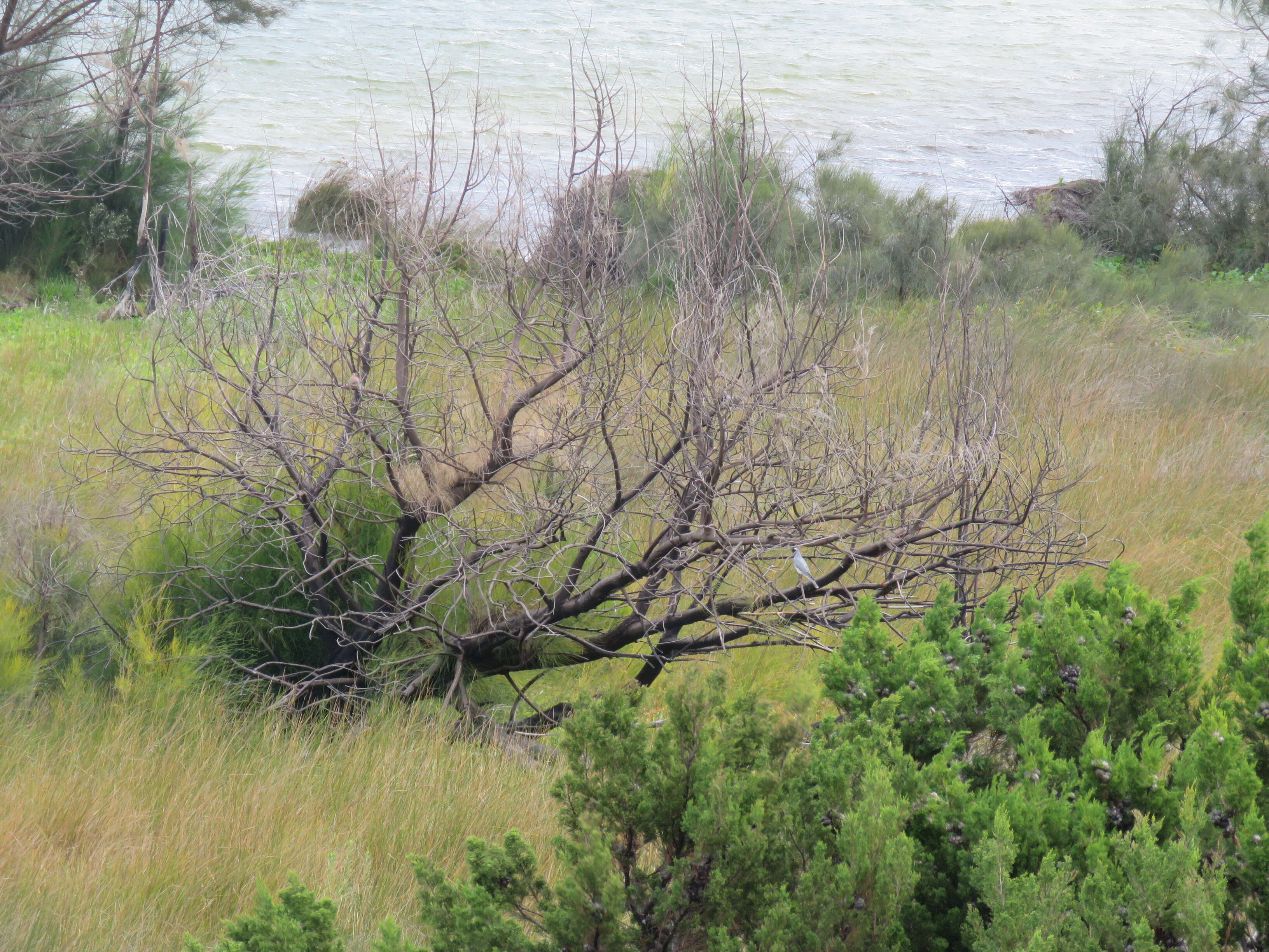 Image of Black-faced Cuckoo-shrike