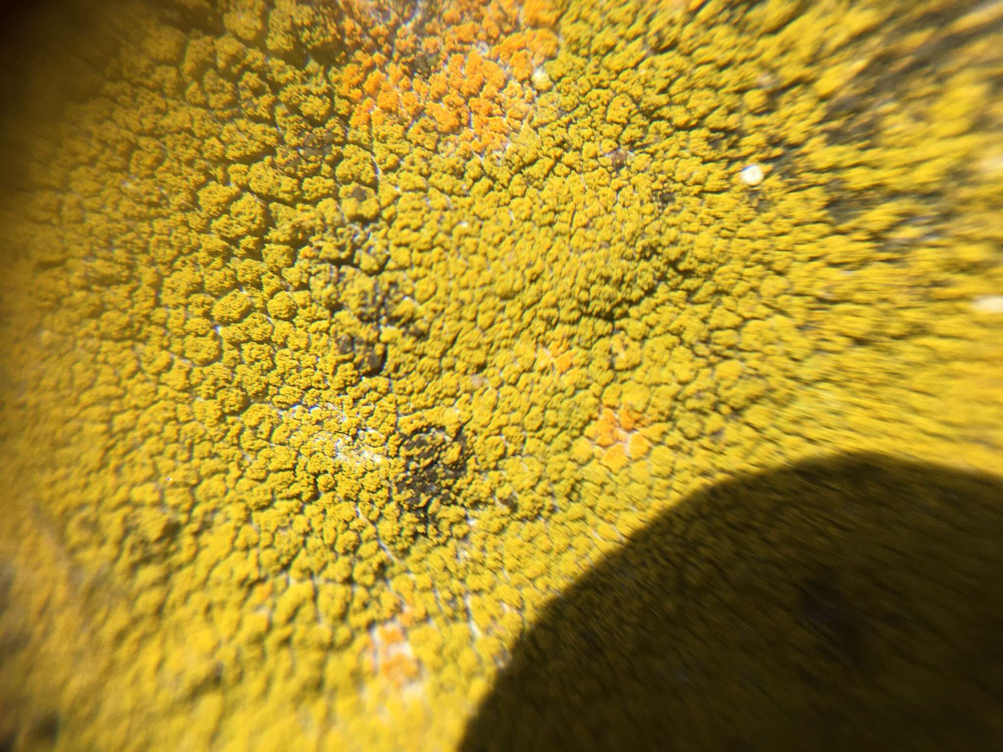 Image of eggyolk lichen