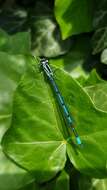 Image of Azure Bluet