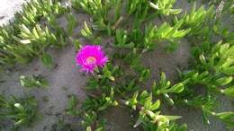 Image of Ice Plants