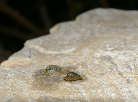 Image of <i>Ancylus fluviatilis</i> O. F. Müller 1774