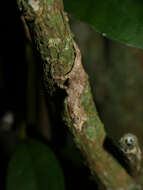 Image of Marshall's African Leaf Chameleon