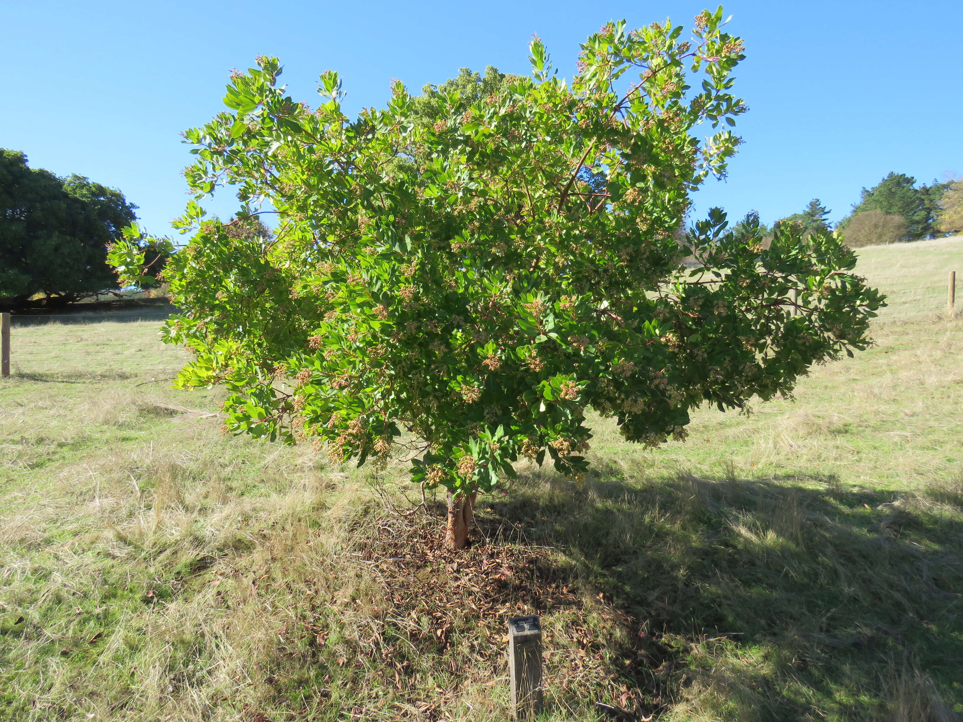 Arbutus xalapensis Kunth resmi