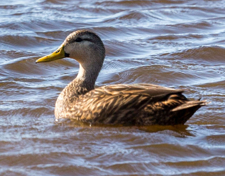 Image of Florida duck