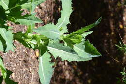 Imagem de Sonchus kirkii B. G. Hamlin