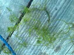 Image of Compact Stonewort