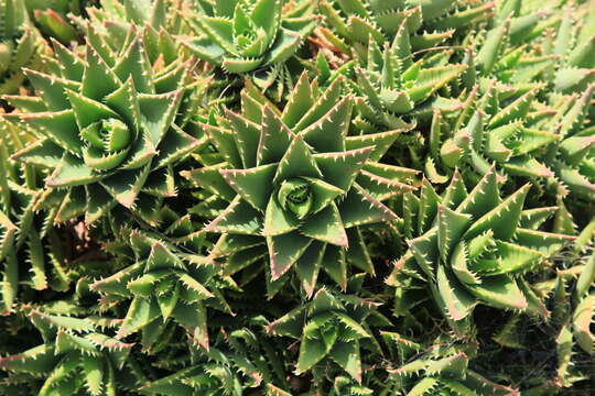 Image of Aloe × nobilis