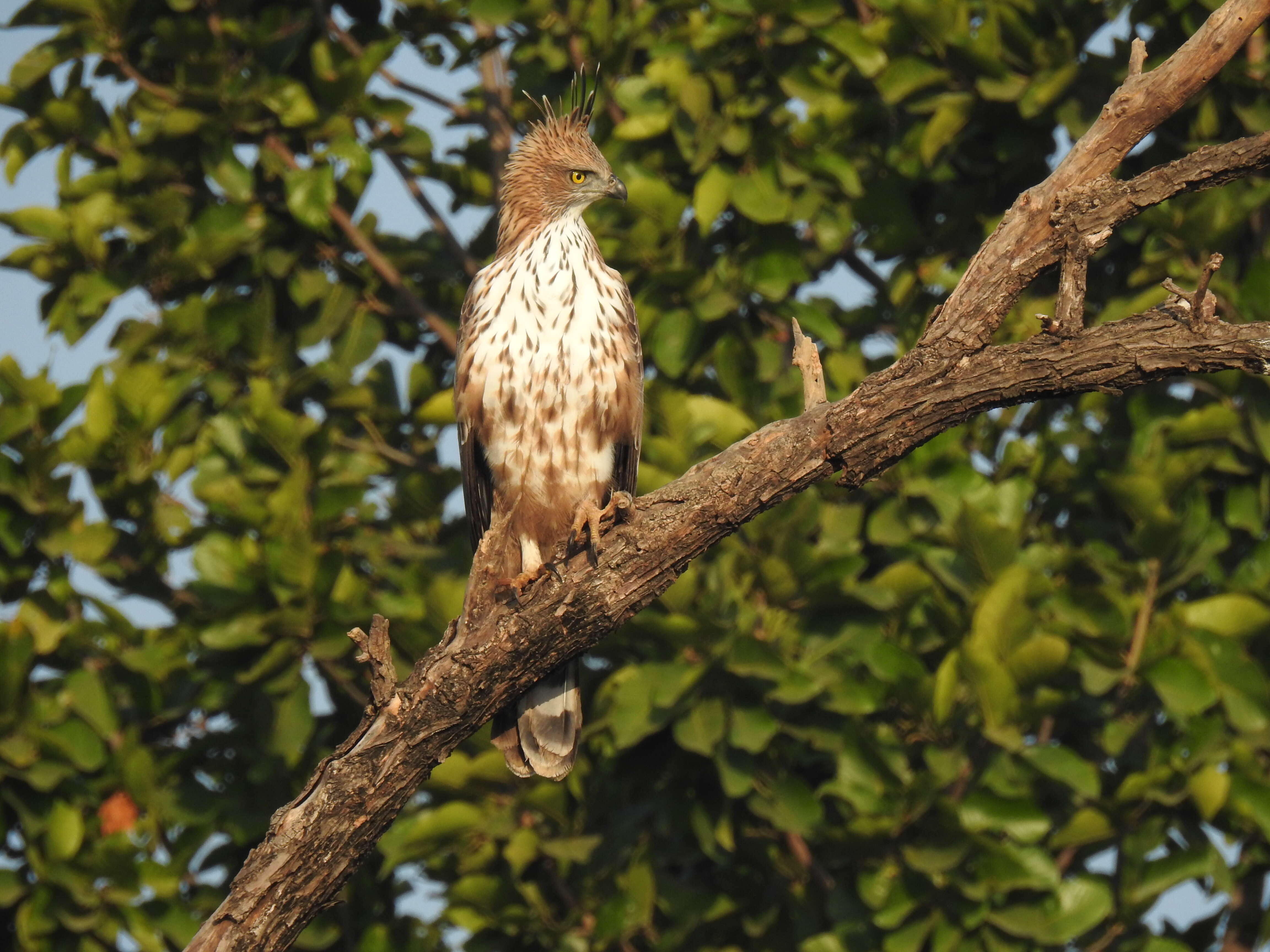 Nisaetus cirrhatus (Gmelin & JF 1788) resmi