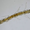Image of Paranthura elegans Menzies 1951