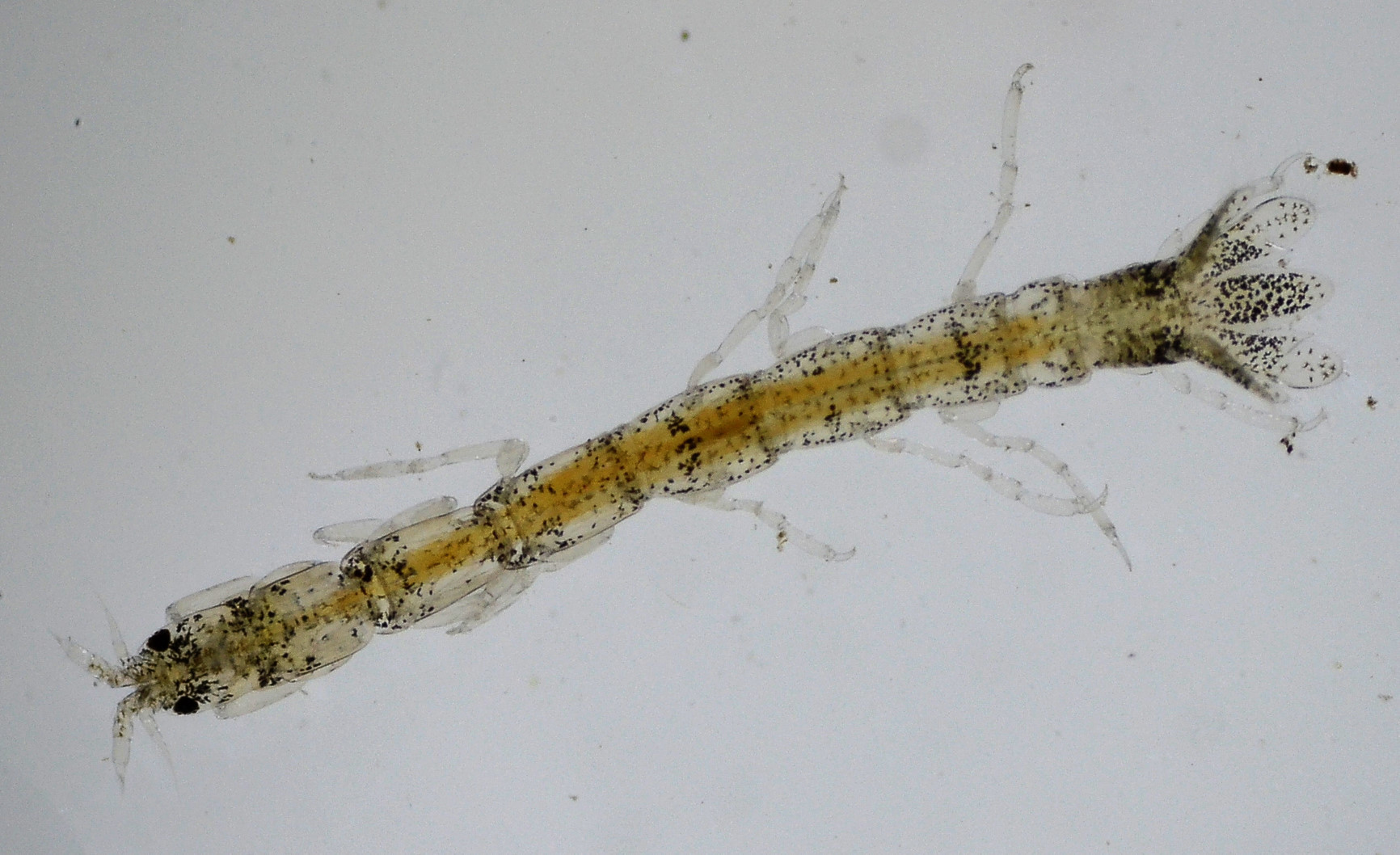 Image of <i>Paranthura elegans</i> Menzies 1951