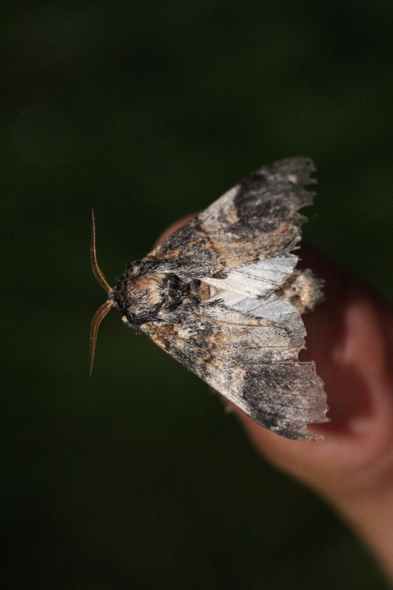 Notodonta tritophus resmi