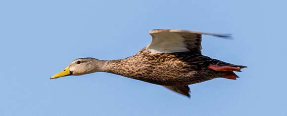 Image of Florida duck