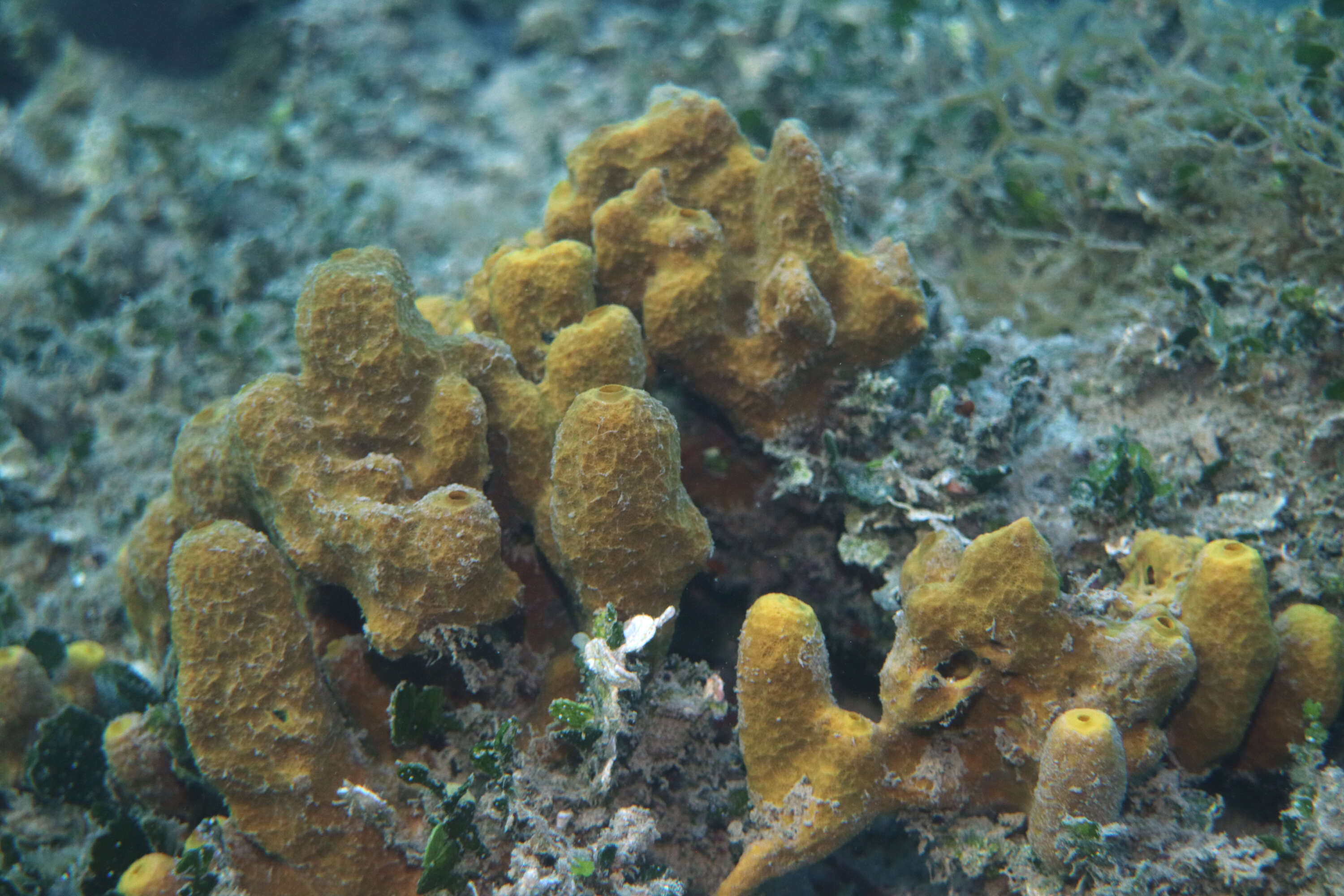 Image of aureate sponge