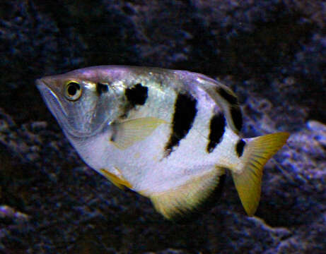 Image of Banded Archerfish