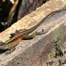 Image of Kentropyx pelviceps (Cope 1868)