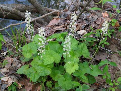 Image of Heartleaved foamflower