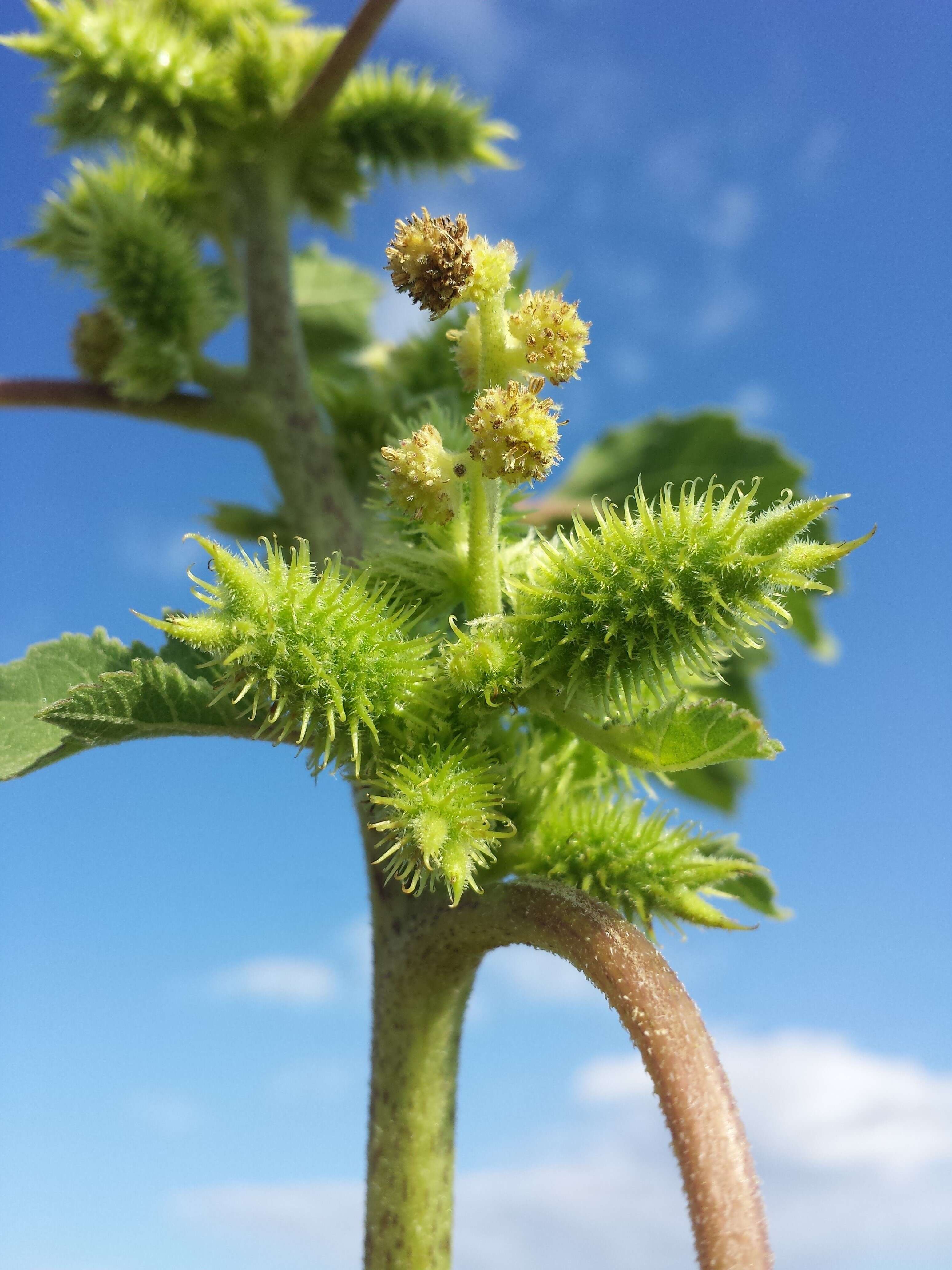 Imagem de Xanthium orientale L.