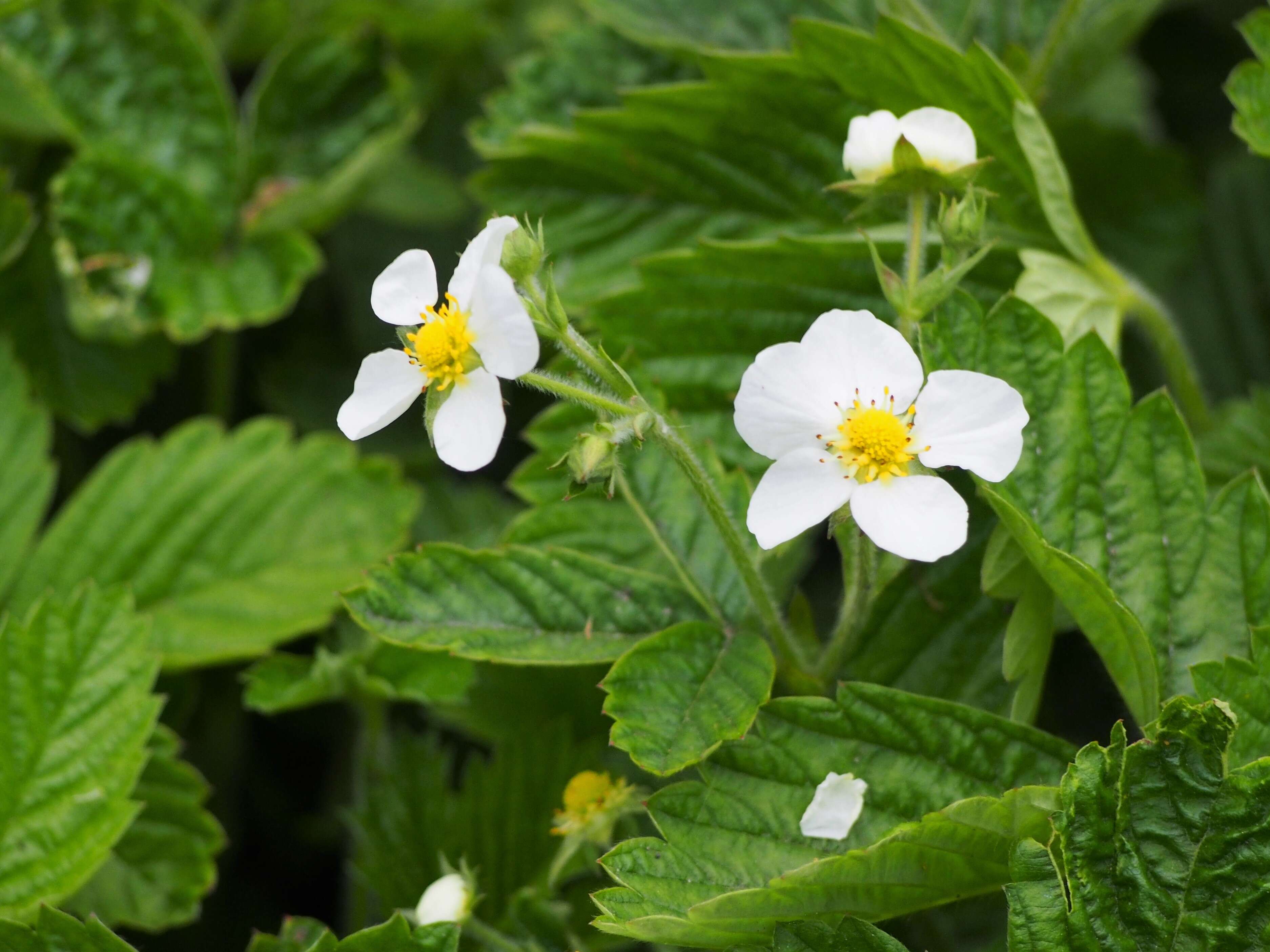 Image of beach strawberry