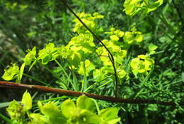 Image of Cypress Spurge