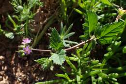 Image of Erodium chium (Burm. fil.) Willd.