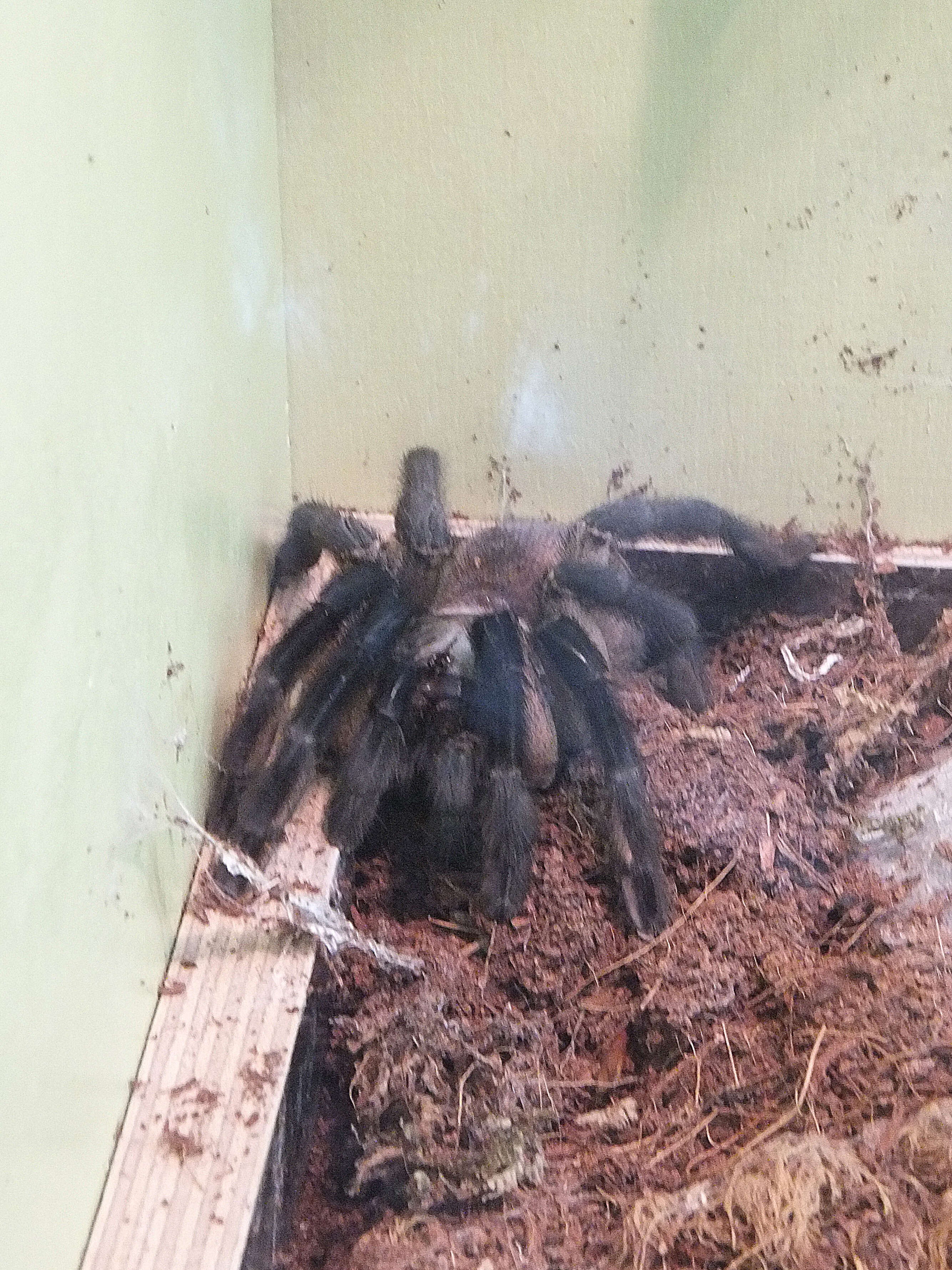 Image of Socotra Island Blue Baboon (tarantula)