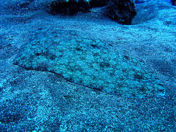 Image of Spiny Butterfly Ray