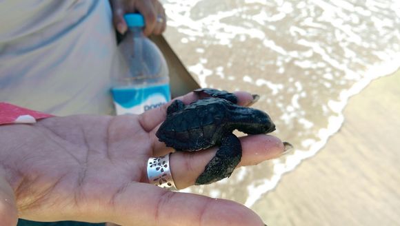 Image of Olive Ridley