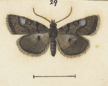 Image of Heliothela atra Butler 1877