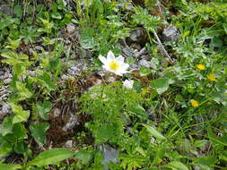 Image de Pulsatille des Alpes