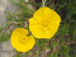 Image of Ranunculus gramineus L.