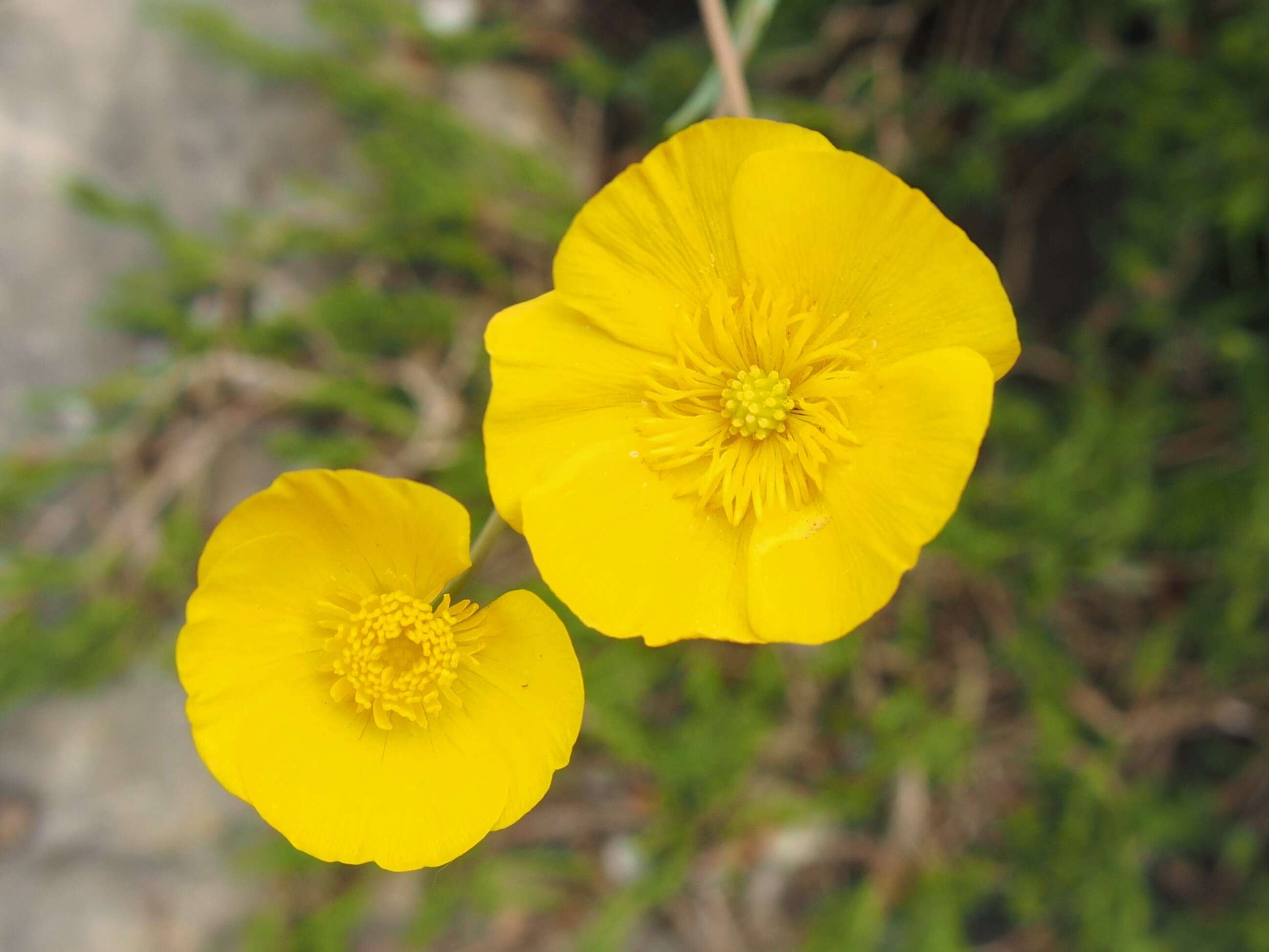 Image of Ranunculus gramineus L.